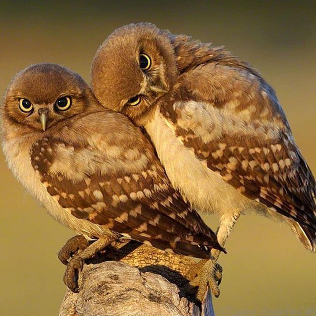 dirtyowl OnlyFans profile picture