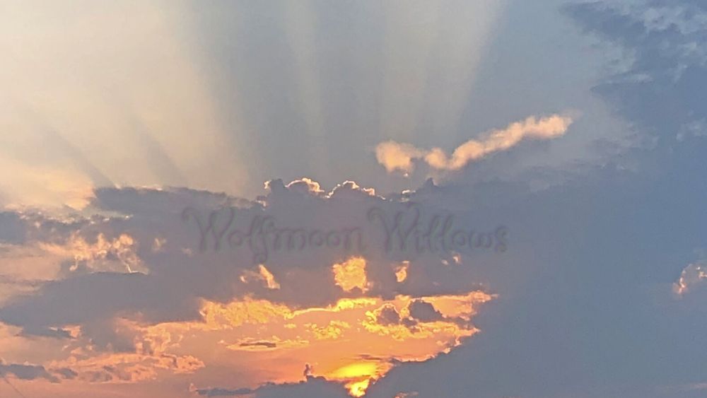 toxicmoonbeam OnlyFans profile picture