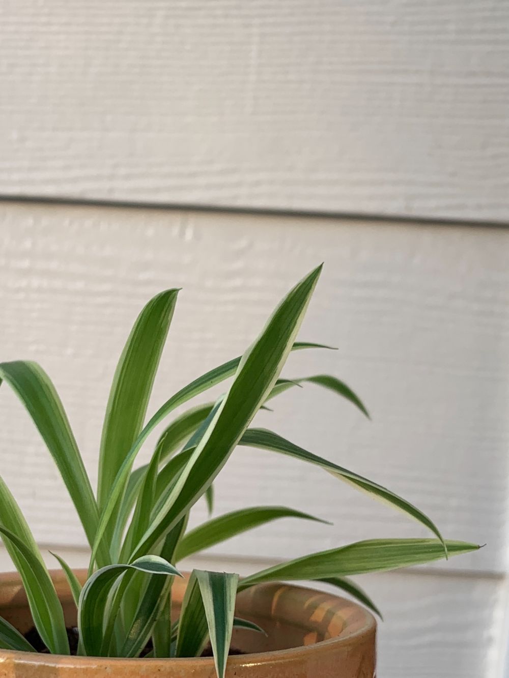 spiderplantbaby OnlyFans profile picture
