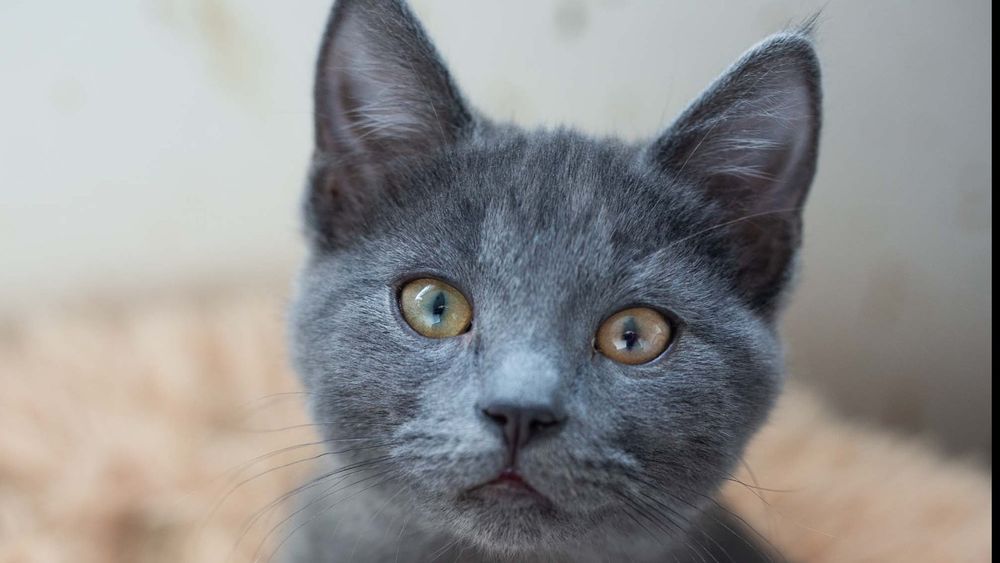 catportraits OnlyFans profile picture