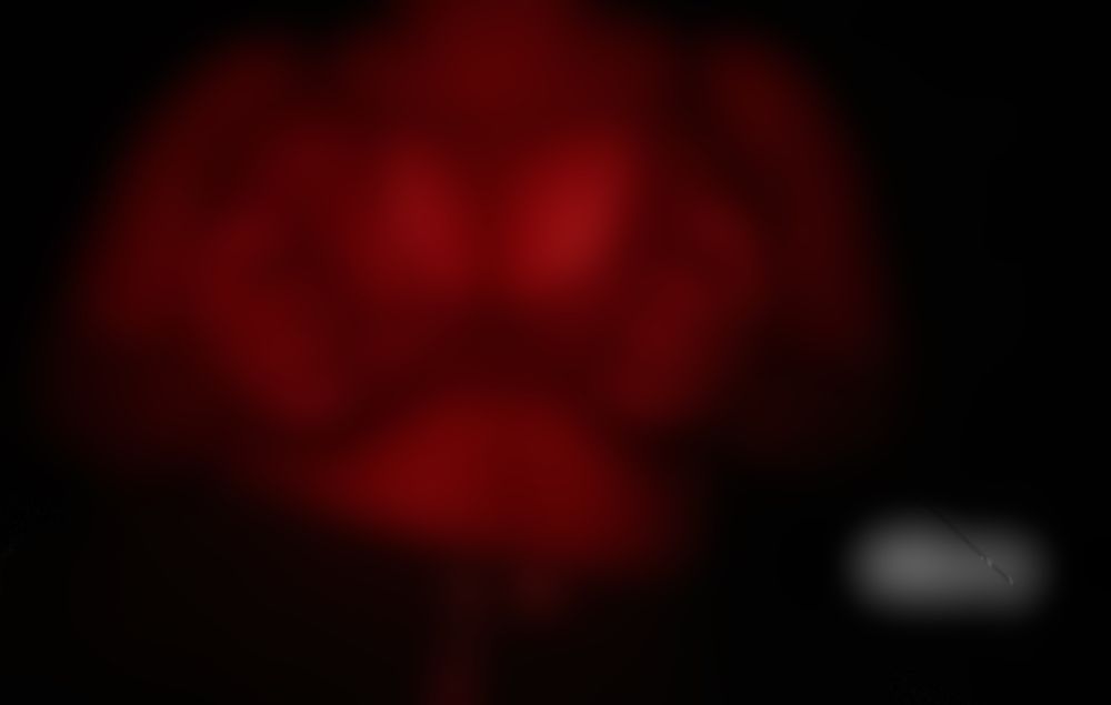 raccoonflor OnlyFans profile picture