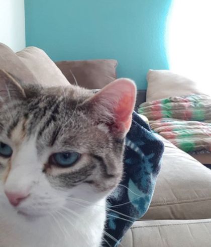 elsacat OnlyFans picture
