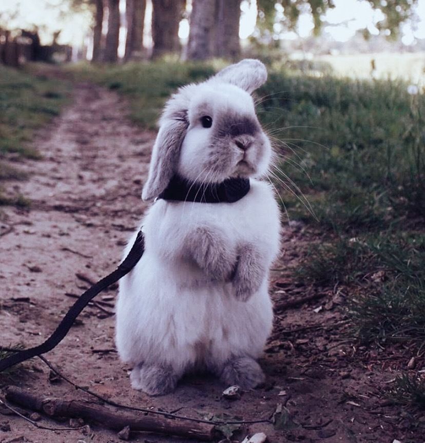 heidibunny OnlyFans profile picture