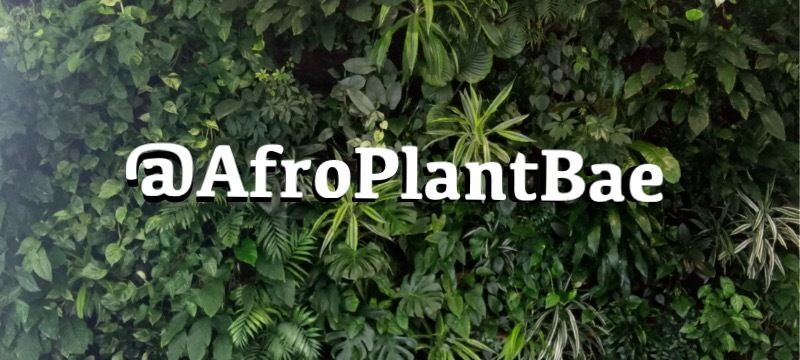 afroplantbae OnlyFans profile picture