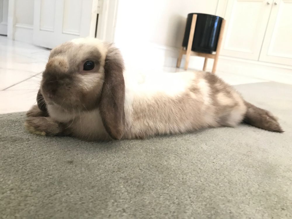 salamiontoast OnlyFans profile picture
