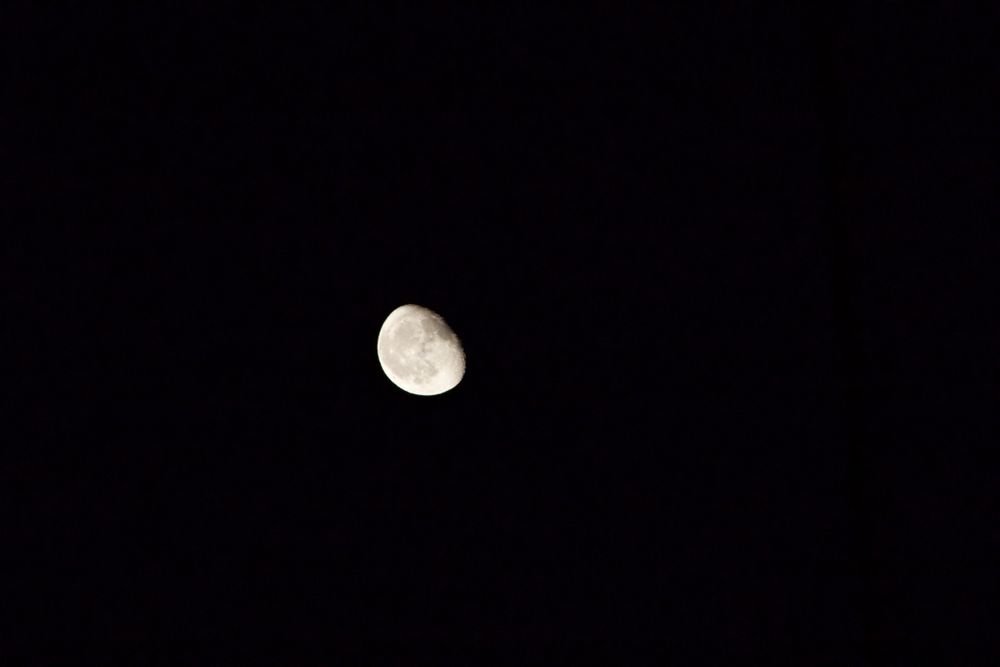 moondingo OnlyFans profile picture