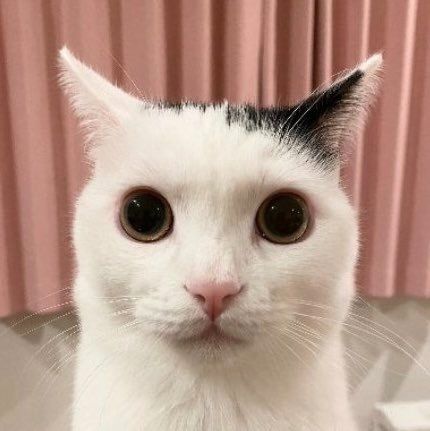 booplesnoot OnlyFans profile picture