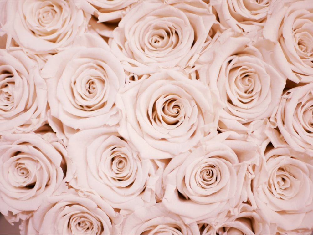 rosepamelarose OnlyFans profile picture