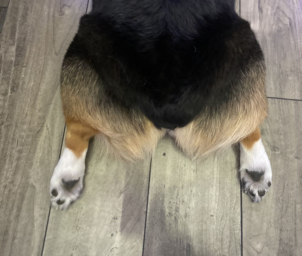 kona.the.corgi OnlyFans profile picture