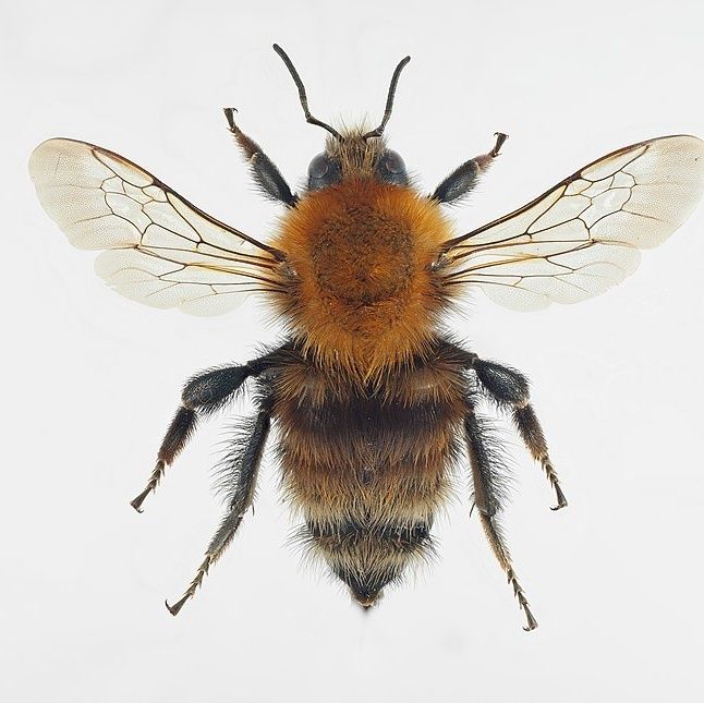 bittybeesfeets OnlyFans profile picture
