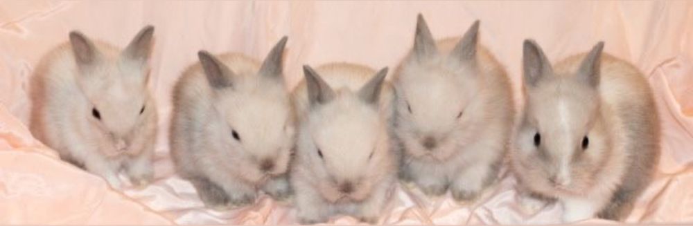temptressbun444 OnlyFans profile picture