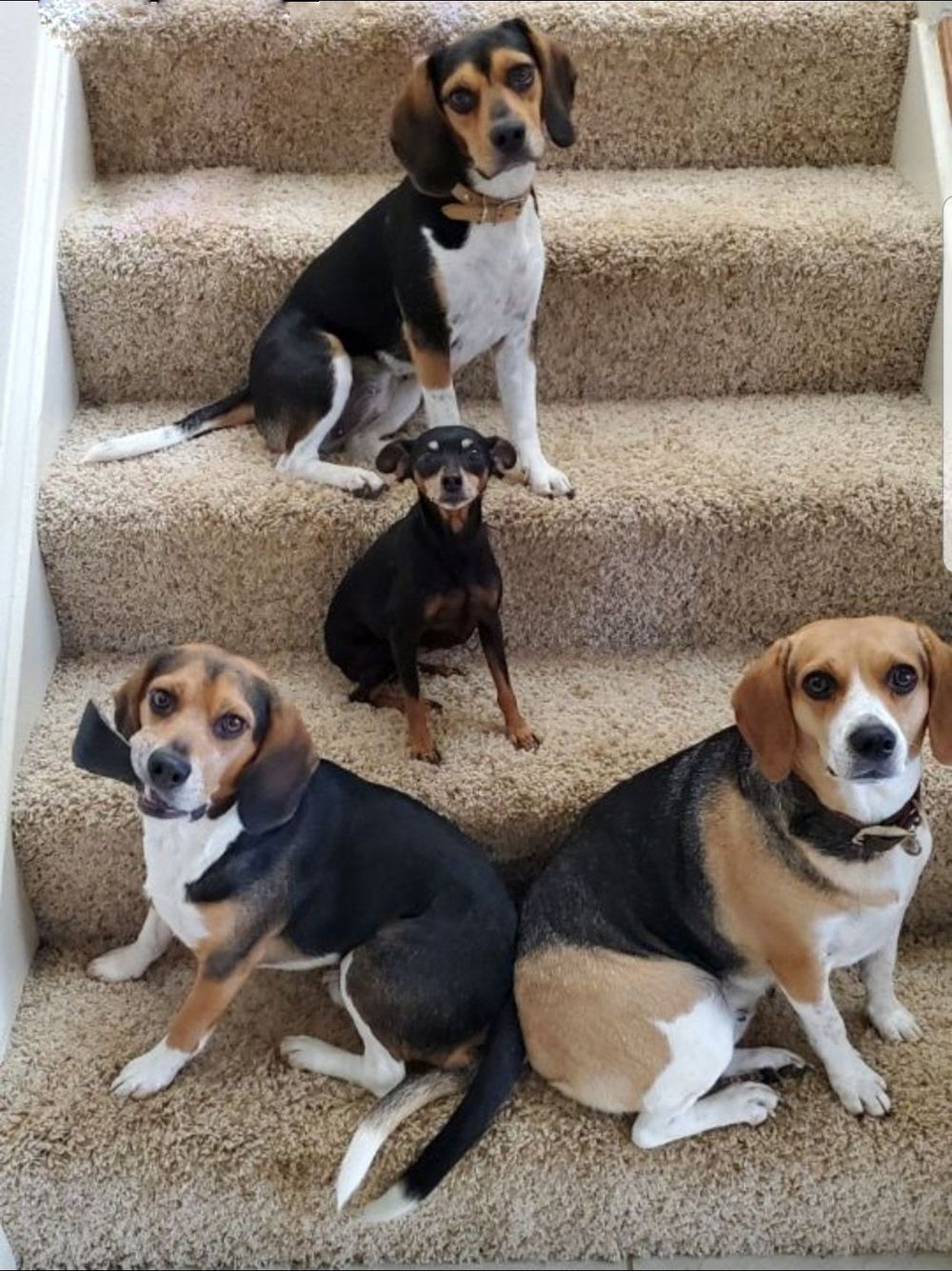 beagletrio OnlyFans profile picture