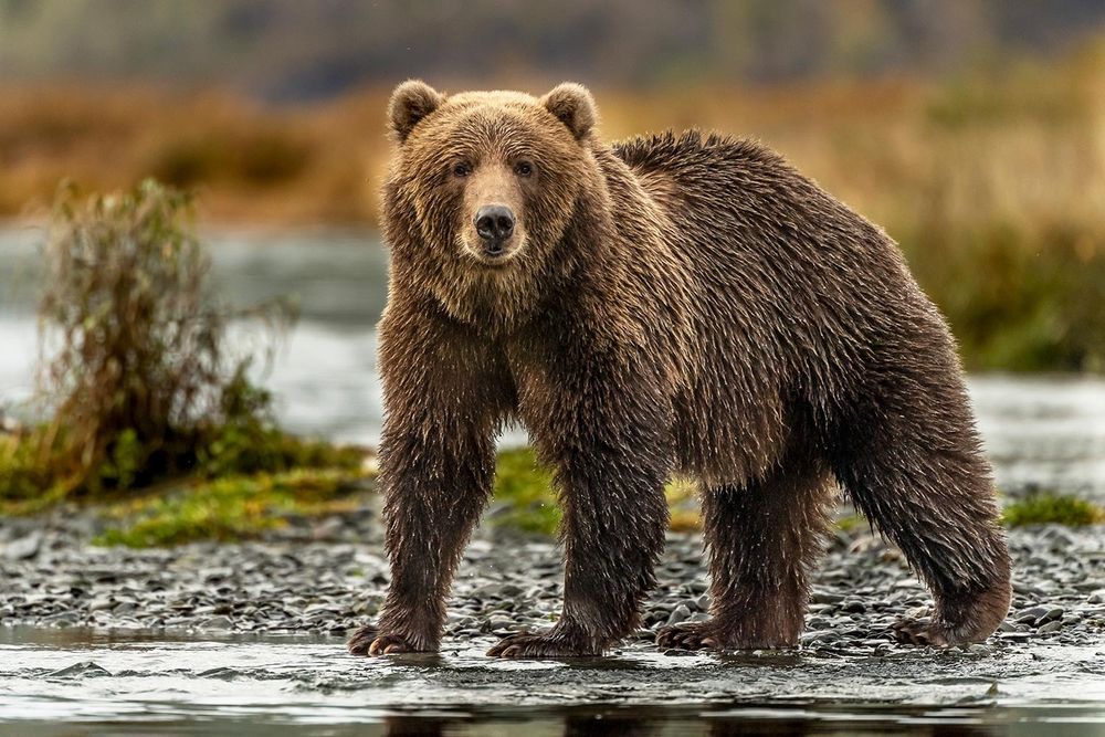 thebearwithnohair OnlyFans profile picture