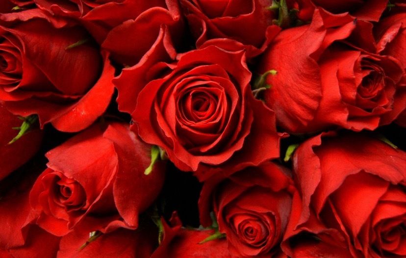 rosegoddess444 OnlyFans profile picture