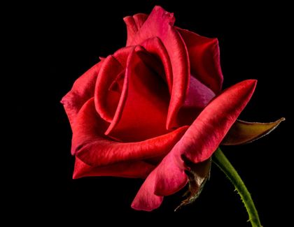 velona OnlyFans picture