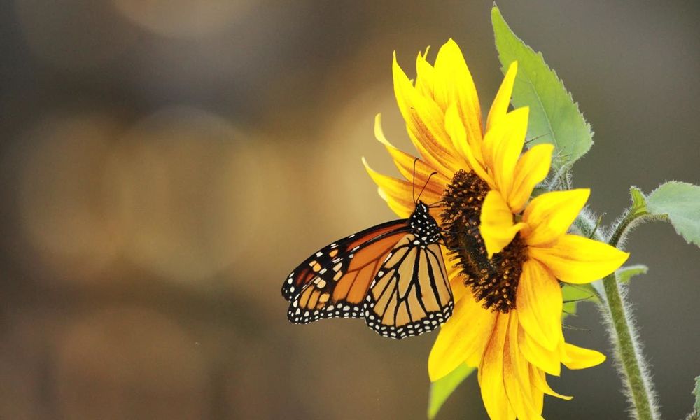 sunflowerliz OnlyFans profile picture