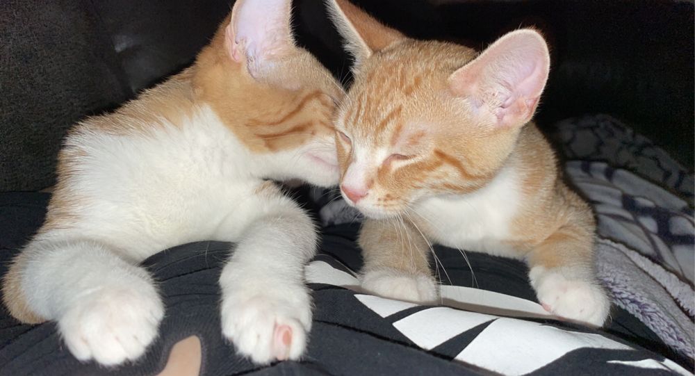 sexytittieswithkitties OnlyFans profile picture