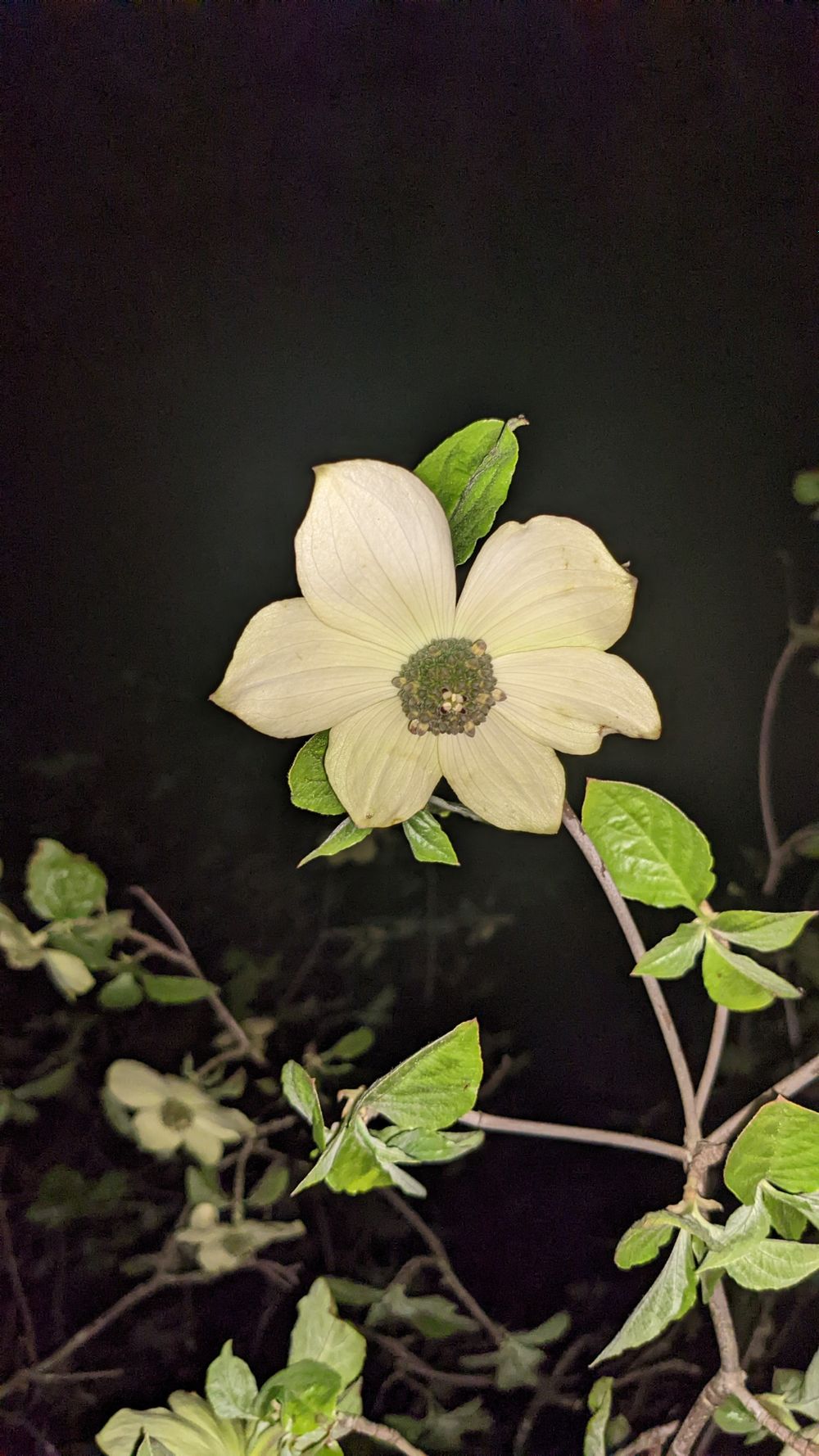 shyflowergirl OnlyFans profile picture