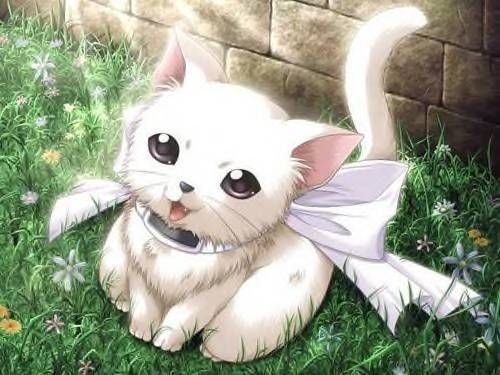 kitty-miau OnlyFans profile picture