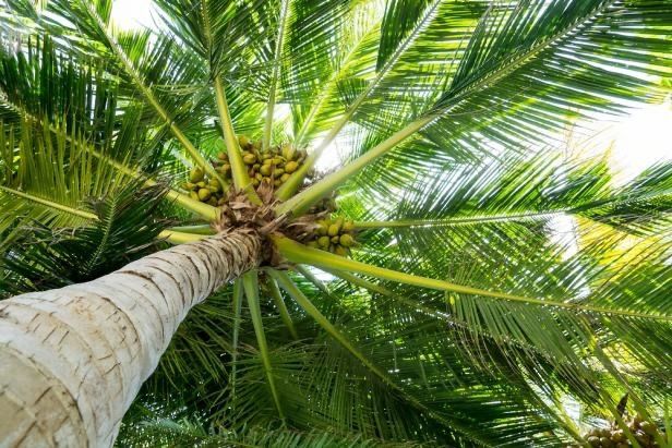 palmtreehoneyy OnlyFans profile picture