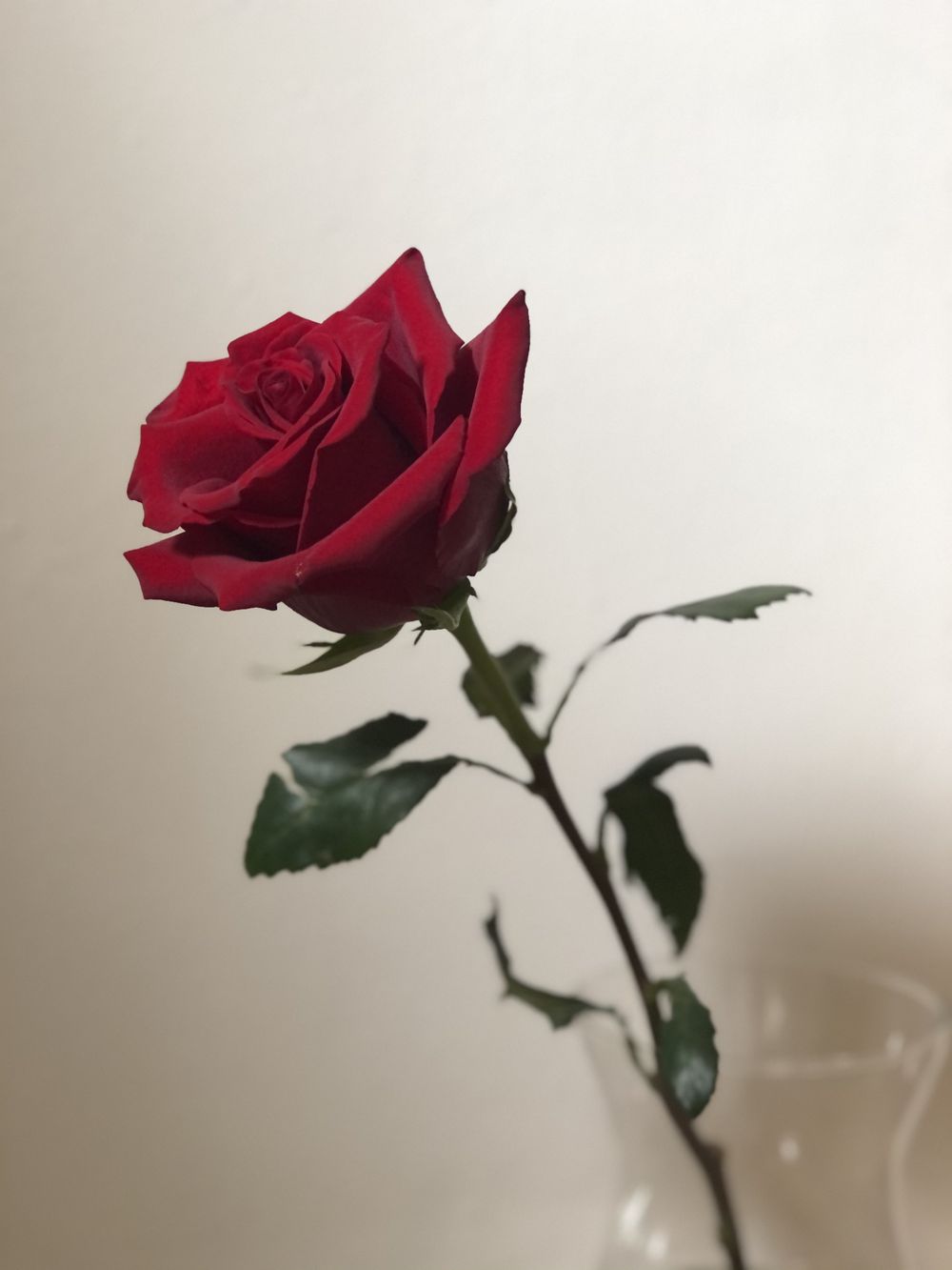 comewithmila OnlyFans profile picture