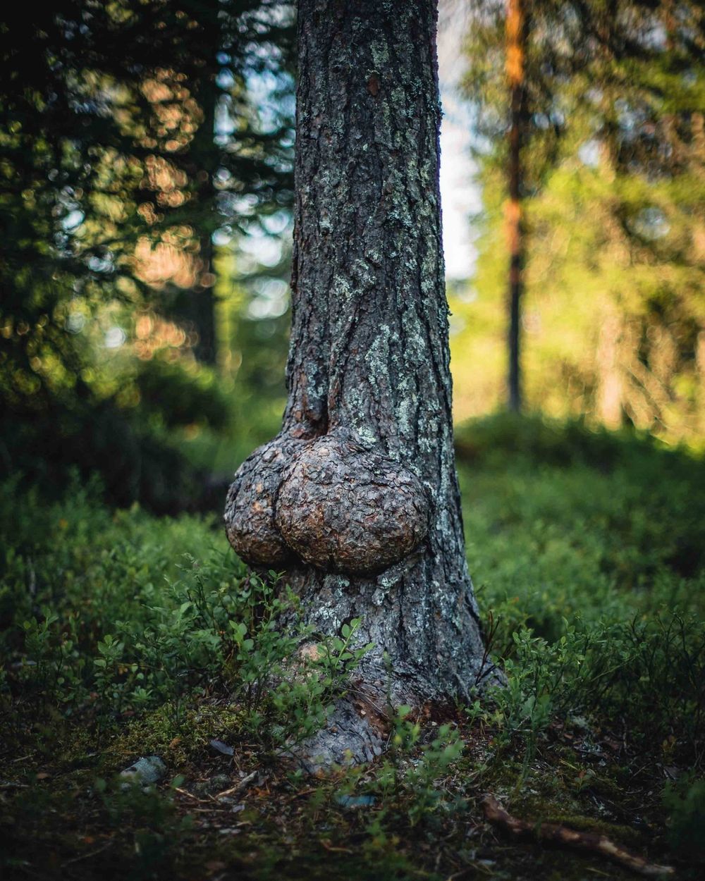 willieswoodworks OnlyFans profile picture