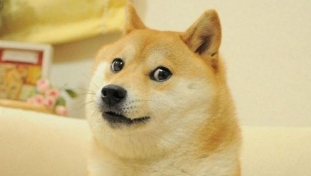 suchdoge OnlyFans profile picture