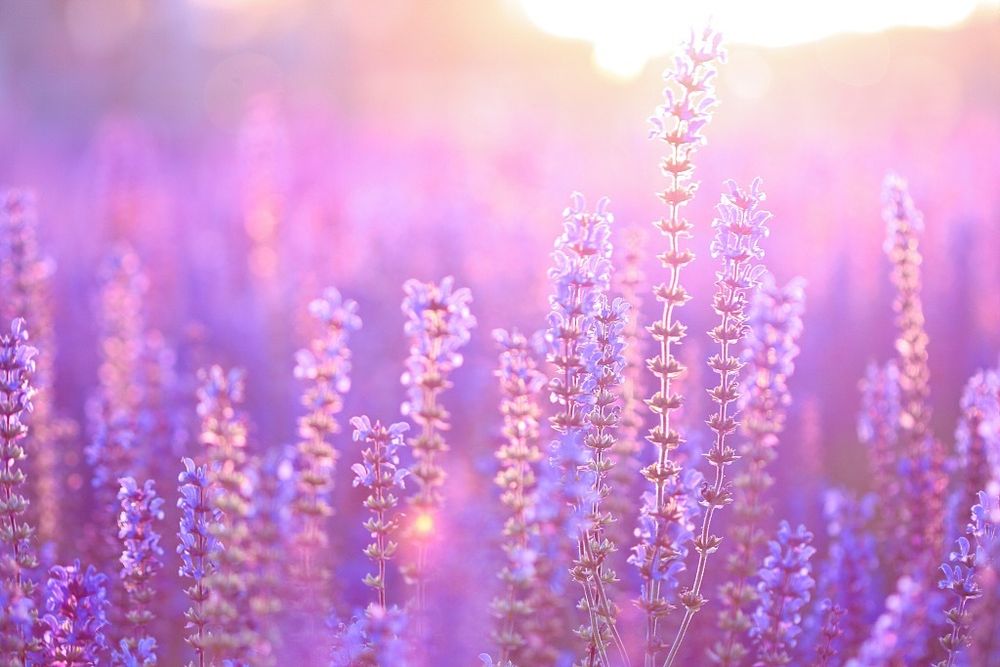 lavender_girl OnlyFans profile picture