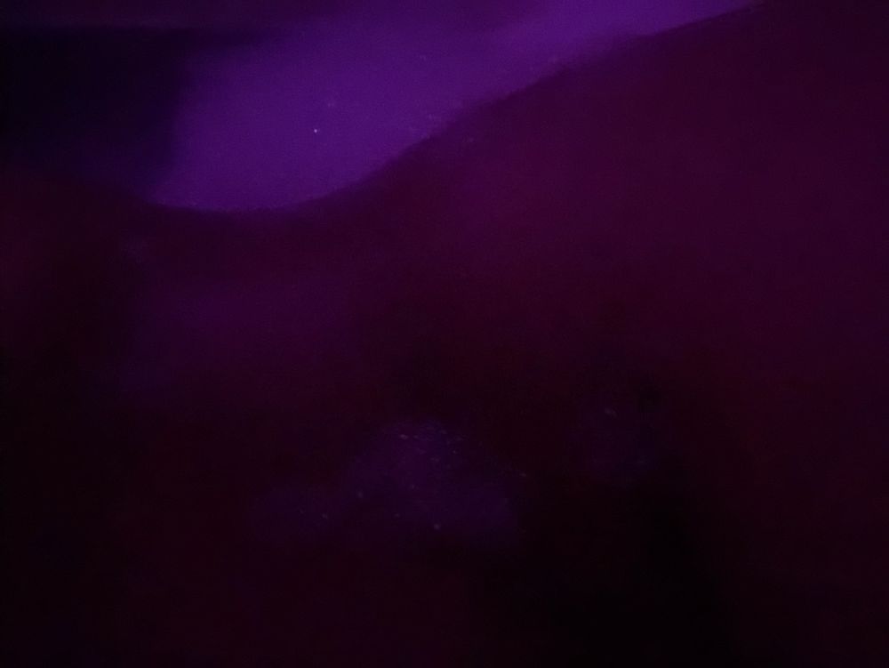 iwetlotus OnlyFans profile picture
