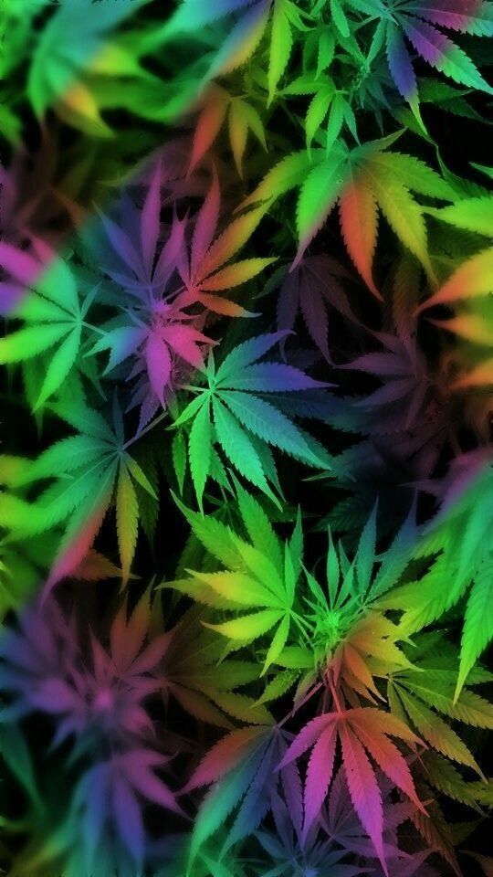 hazydaisy420 OnlyFans profile picture