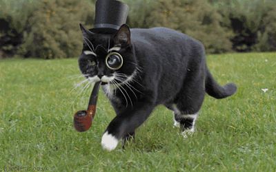 deviousfurball OnlyFans profile picture