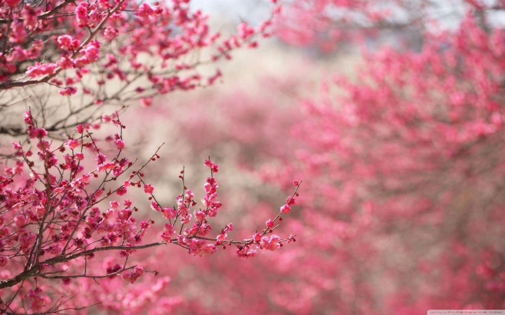 cherryblossomtwinkmn OnlyFans profile picture