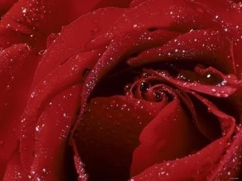 poisonalii OnlyFans profile picture