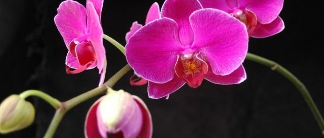 wyldorchid6969 OnlyFans profile picture