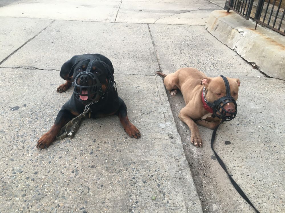 mike_njdogtraining OnlyFans profile picture