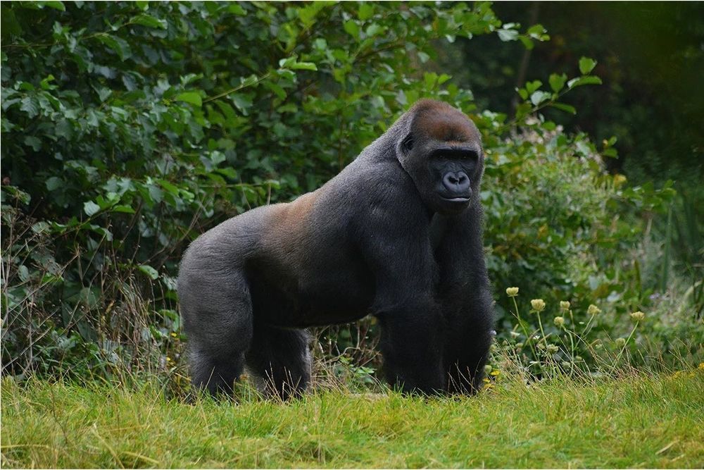 bertthegorilla OnlyFans profile picture