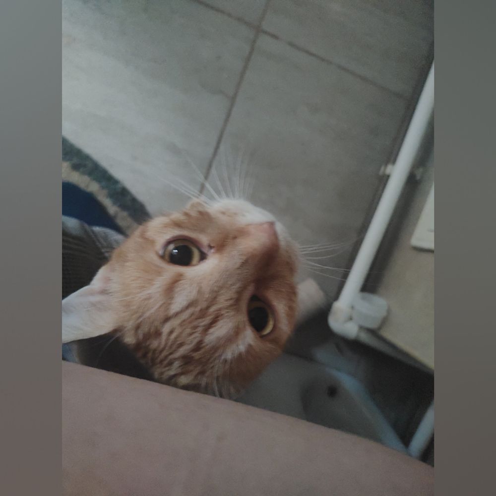 onlykitties.ro OnlyFans profile picture