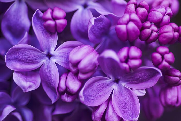 lilachan OnlyFans profile picture