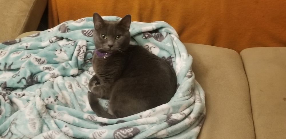furbythekitty OnlyFans profile picture