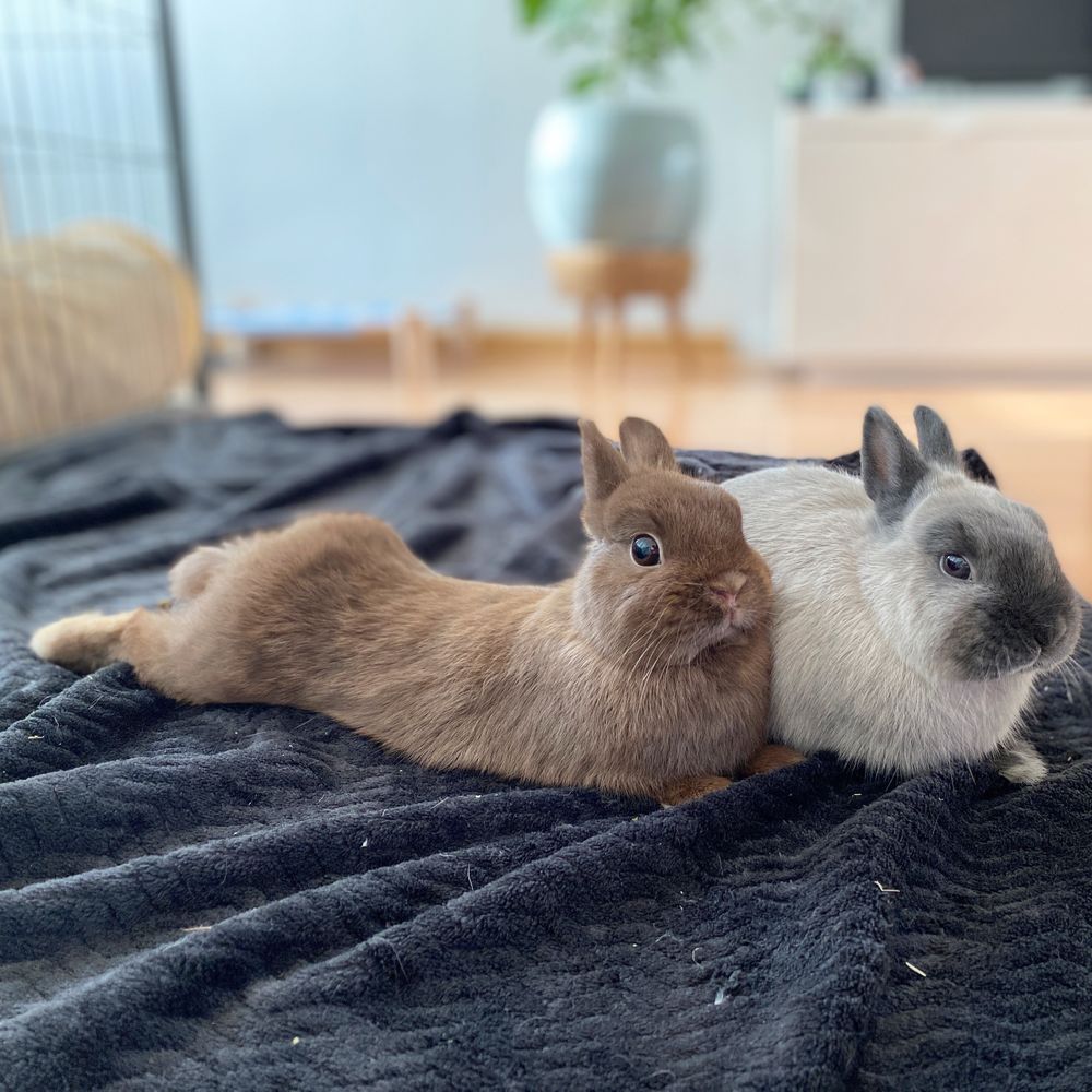 ponzu.bun OnlyFans profile picture