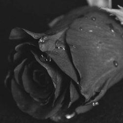 Best Black_rose OnlyFans Accounts | FansMetrics.com