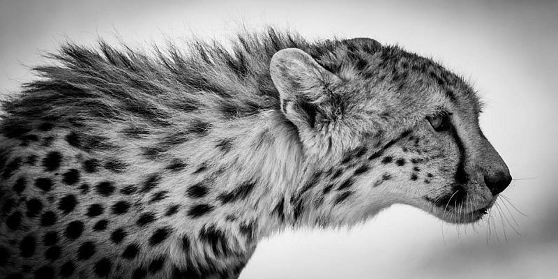 cheetah21 OnlyFans profile picture