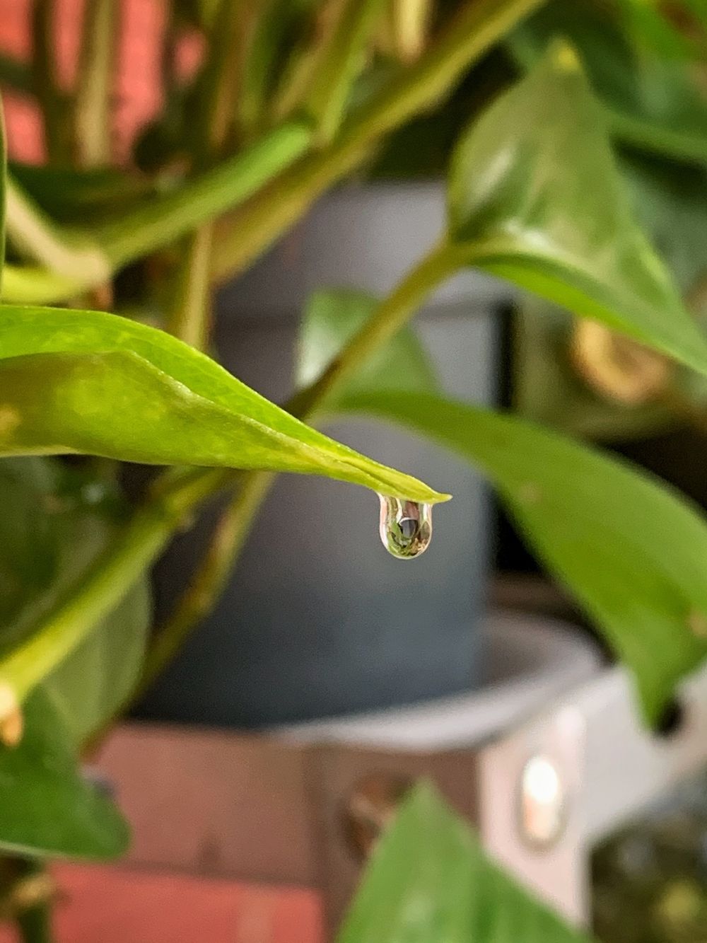 fairywithplants OnlyFans profile picture