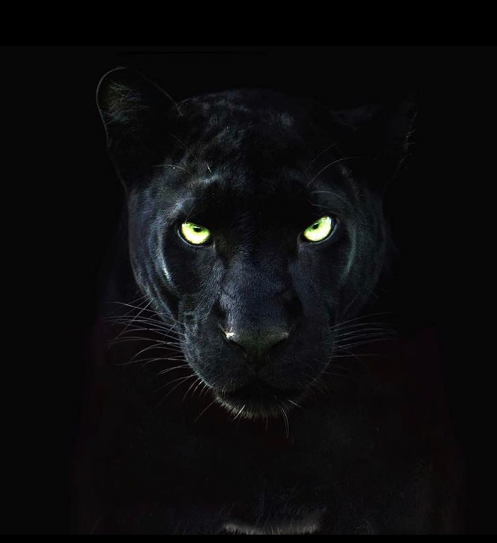 ricanpanther718 OnlyFans profile picture