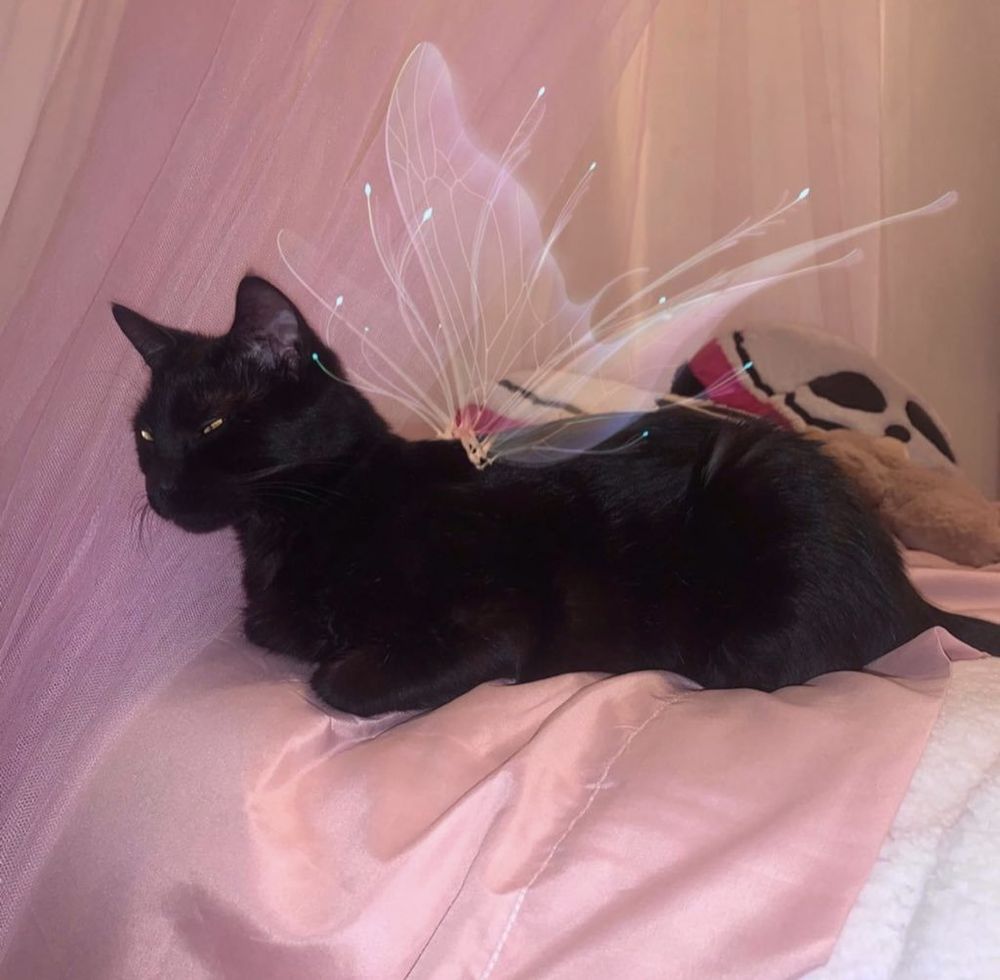 siopaoss OnlyFans profile picture