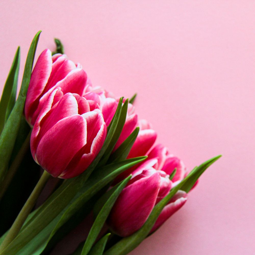 thetulipgirl OnlyFans profile picture