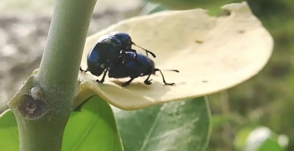 bugporn OnlyFans profile picture