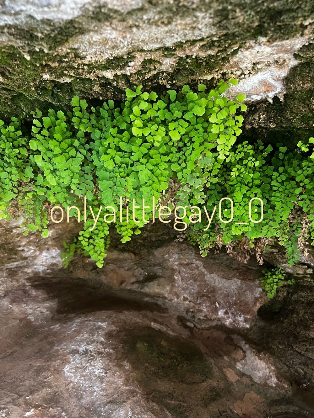onlyalittlegay0_0 OnlyFans profile picture