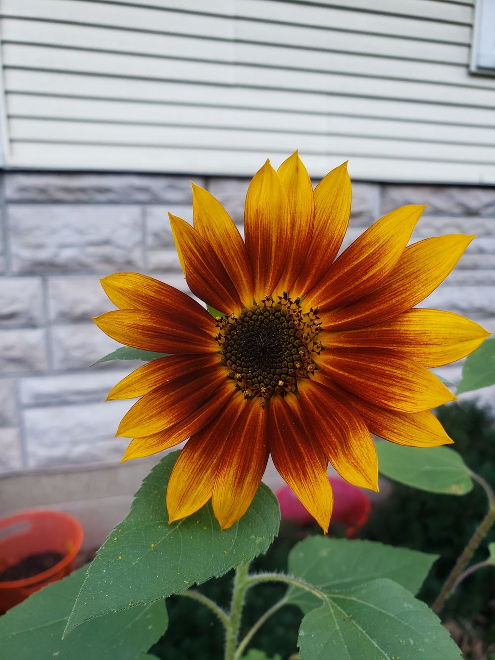 angelfeeshy OnlyFans profile picture