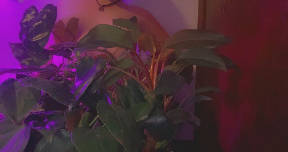 houseplantflora OnlyFans profile picture